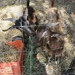 Farma Fattoria Armonia Stilo